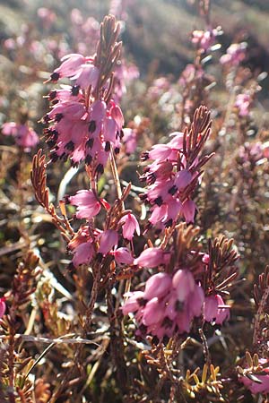 Erica carnea \ Schnee-Glockenheide / Winter Heath, A Namlos 1.5.2019