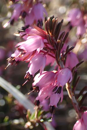 Erica carnea \ Schnee-Glockenheide / Winter Heath, A Namlos 1.5.2019