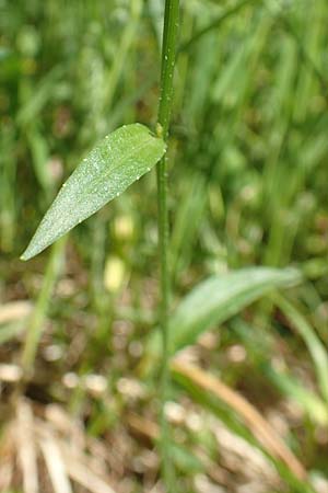 Campanula patula \ Wiesen-Glockenblume / Spreading Bellflower, A Pusterwald 1.7.2019