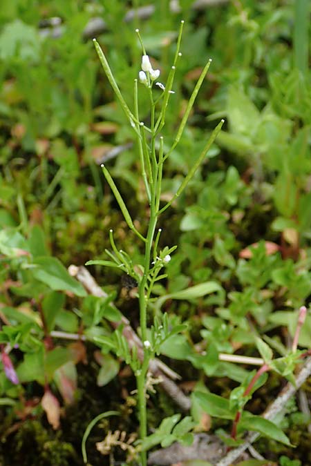 Cardamine matthioli \ Matthiolis Schaumkraut / Matthioli's Bitter-Cress, A Pusterwald 1.7.2019