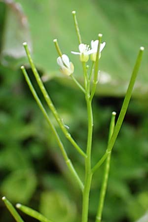Cardamine matthioli \ Matthiolis Schaumkraut / Matthioli's Bitter-Cress, A Pusterwald 1.7.2019