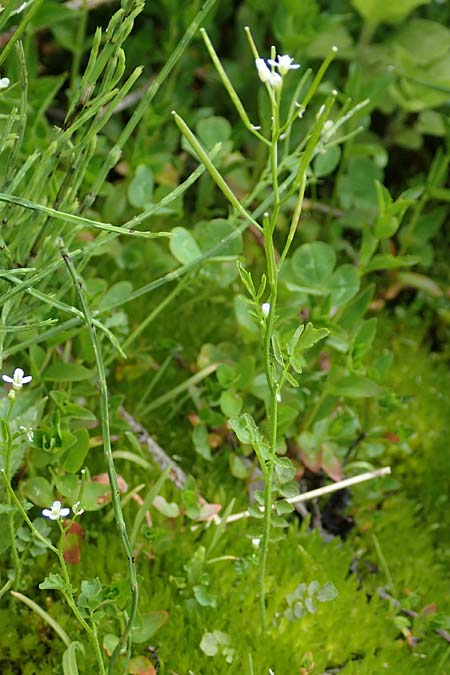 Cardamine matthioli \ Matthiolis Schaumkraut / Matthioli's Bitter-Cress, A Pusterwald 1.7.2019