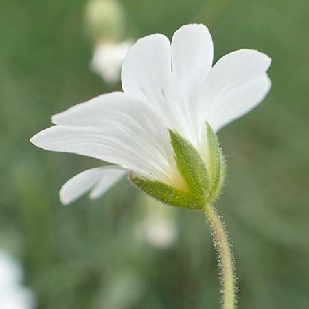 Cerastium arvense \ Acker-Hornkraut / Field Mouse-Ear, A Pusterwald, Eiskar 1.7.2019