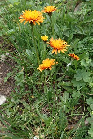 Crepis aurea \ Gold-Pippau / Golden Hawk's-Beard, A Trenchtling 3.7.2019