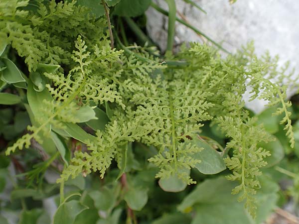 Cystopteris alpina \ Alpen-Blasenfarn / Alpine Bladder Fern, A Osttirol, Porze 13.7.2019
