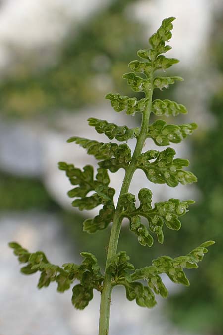 Cystopteris alpina \ Alpen-Blasenfarn / Alpine Bladder Fern, A Osttirol, Porze 13.7.2019