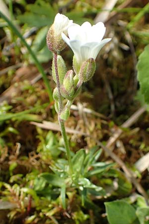 Cerastium arvense \ Acker-Hornkraut / Field Mouse-Ear, A Rax 28.6.2020
