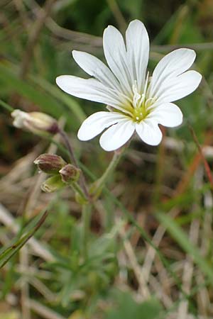 Cerastium arvense \ Acker-Hornkraut / Field Mouse-Ear, A Rax 28.6.2020