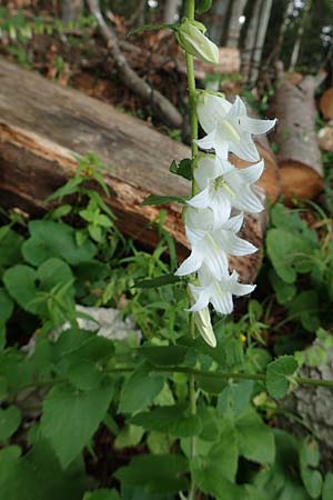 Campanula alliariifolia \ Wei&szlig;e Kaukasus-Glockenblume, Knoblauchraukenbl&auml;ttrige Glockenblume / Cornish Bellflower, A Bad Aussee Botan. Gar.  6.7.2020