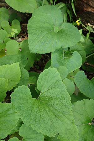 Campanula alliariifolia \ Wei&szlig;e Kaukasus-Glockenblume, Knoblauchraukenbl&auml;ttrige Glockenblume / Cornish Bellflower, A Bad Aussee Botan. Gar.  6.7.2020