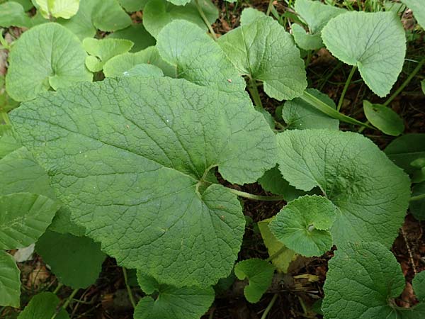 Campanula alliariifolia \ Wei&szlig;e Kaukasus-Glockenblume, Knoblauchraukenbl&auml;ttrige Glockenblume / Cornish Bellflower, A Bad Aussee Botan. Gar.  6.7.2020