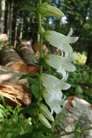 Campanula alliariifolia \ Wei&szlig;e Kaukasus-Glockenblume, Knoblauchraukenbl&auml;ttrige Glockenblume / Cornish Bellflower, A Bad Aussee Botan. Gar.  6.7.2020
