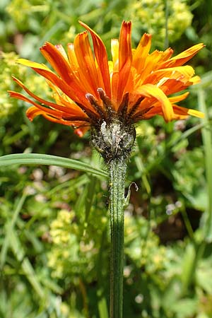Crepis aurea \ Gold-Pippau / Golden Hawk's-Beard, A Tauplitz-Alm 8.7.2020