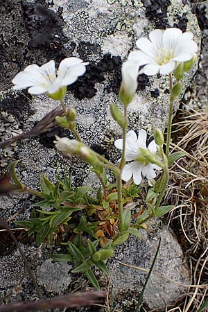 Cerastium arvense \ Acker-Hornkraut / Field Mouse-Ear, A Wölzer Tauern, Kleiner Zinken 26.6.2021