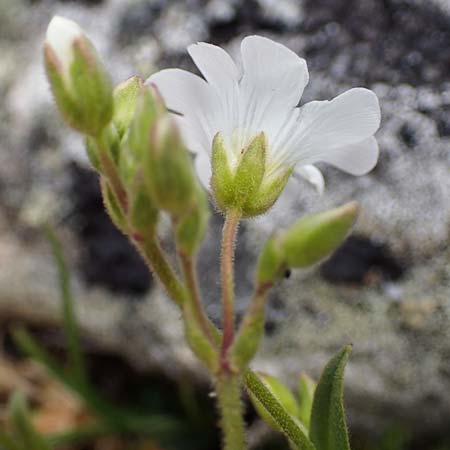 Cerastium arvense \ Acker-Hornkraut / Field Mouse-Ear, A Wölzer Tauern, Kleiner Zinken 26.6.2021