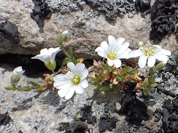 Cerastium arvense \ Acker-Hornkraut / Field Mouse-Ear, A Wölzer Tauern, Kleiner Zinken 26.6.2021