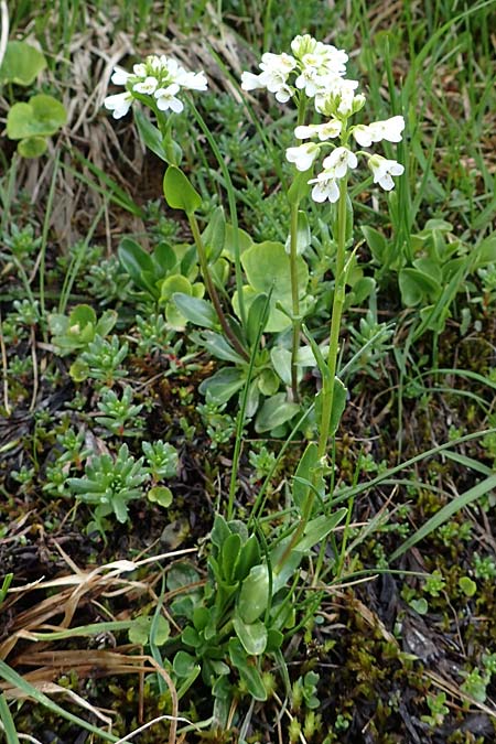 Arabis subcoriacea \ Glanz-G�nsekresse / Subcoriaceous Rock-Cress, A W&ouml;lzer Tauern, Kleiner Zinken 26.6.2021