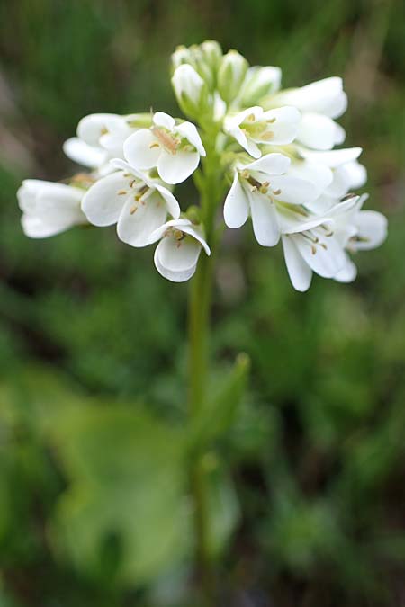 Arabis subcoriacea \ Glanz-G�nsekresse / Subcoriaceous Rock-Cress, A W&ouml;lzer Tauern, Kleiner Zinken 26.6.2021