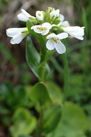 Arabis subcoriacea \ Glanz-G�nsekresse / Subcoriaceous Rock-Cress, A W&ouml;lzer Tauern, Kleiner Zinken 26.6.2021