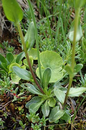 Arabis subcoriacea \ Glanz-G�nsekresse / Subcoriaceous Rock-Cress, A W&ouml;lzer Tauern, Kleiner Zinken 26.6.2021