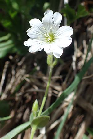 Cerastium alpinum \ Alpen-Hornkraut / Alpine Mouse-Ear, A Pusterwald, Eiskar 29.6.2021
