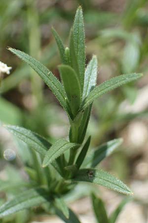 Cerastium arvense \ Acker-Hornkraut / Field Mouse-Ear, A Pusterwald, Eiskar 29.6.2021