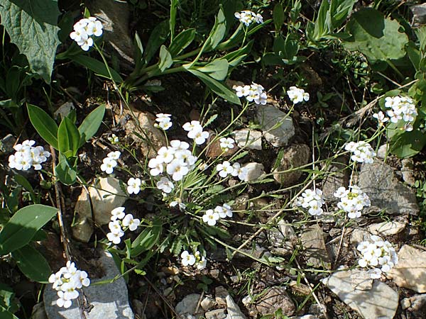Arabidopsis arenosa \ Sand- / Sand Rock-Cress, A Pusterwald, Eiskar 29.6.2021