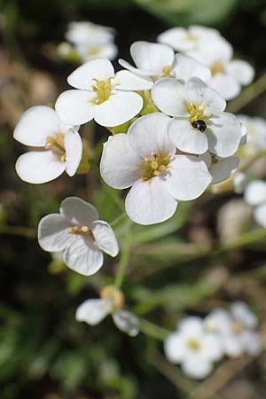 Arabidopsis arenosa \ Sand- / Sand Rock-Cress, A Pusterwald, Eiskar 29.6.2021