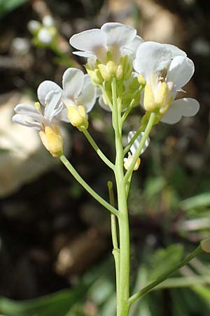 Arabidopsis arenosa \ Sand- / Sand Rock-Cress, A Pusterwald, Eiskar 29.6.2021