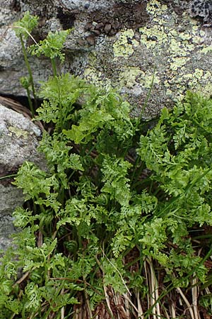 Cystopteris alpina \ Alpen-Blasenfarn / Alpine Bladder Fern, A Seckauer Tauern, Brandstätter Törl 1.7.2021