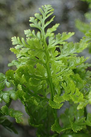 Cystopteris alpina \ Alpen-Blasenfarn / Alpine Bladder Fern, A Seckauer Tauern, Brandstätter Törl 1.7.2021