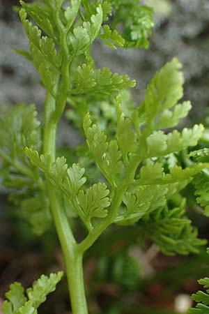 Cystopteris alpina \ Alpen-Blasenfarn / Alpine Bladder Fern, A Seckauer Tauern, Brandstätter Törl 1.7.2021