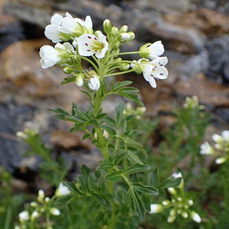 Cardamine amara \ Bitteres Schaumkraut / Large Bitter-Cress, A Seckauer Tauern, Brandstätter Törl 1.7.2021