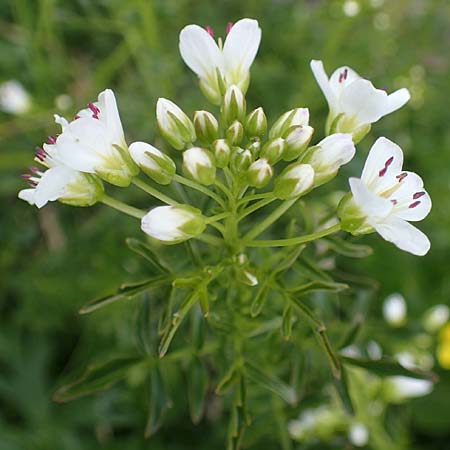 Cardamine amara \ Bitteres Schaumkraut / Large Bitter-Cress, A Seckauer Tauern, Brandstätter Törl 1.7.2021