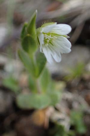Cerastium alpinum \ Alpen-Hornkraut / Alpine Mouse-Ear, A Niedere Tauern, Sölk-Pass 2.7.2021