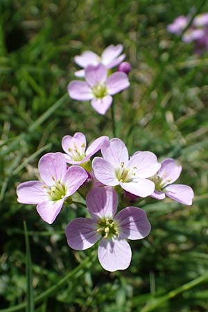 Cardamine pratensis agg. \ Wiesen-Schaumkraut / Cuckooflower, A Wölzer Tauern, Hohenwart 29.7.2021