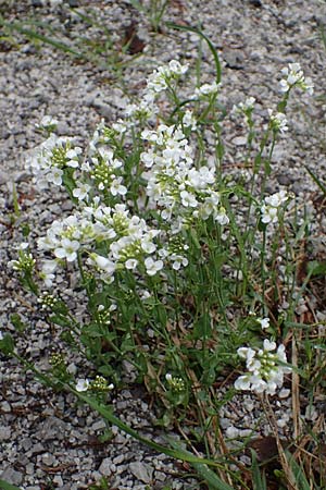 Thlaspi alpinum \ Alpen-Tschelkraut / Alpine Penny-Cress, A Türnitz 6.5.2022