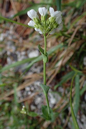 Thlaspi alpinum \ Alpen-Tschelkraut / Alpine Penny-Cress, A Türnitz 6.5.2022