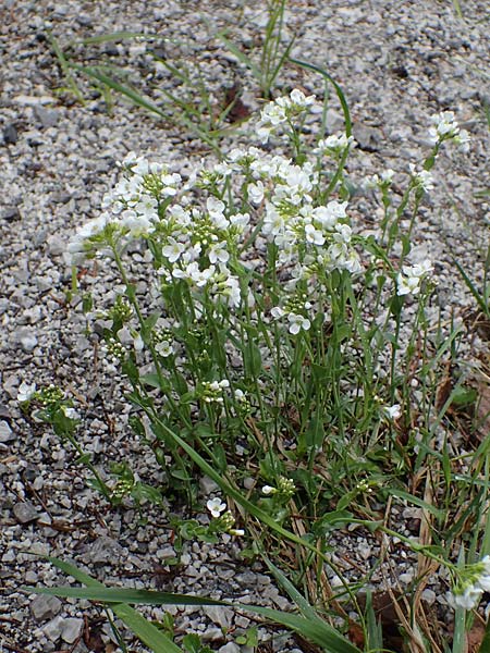 Thlaspi alpinum \ Alpen-Tschelkraut / Alpine Penny-Cress, A Türnitz 6.5.2022
