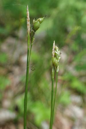 Carex alba \ Weie Segge / White Sedge, A St. Gilgen 16.5.2022