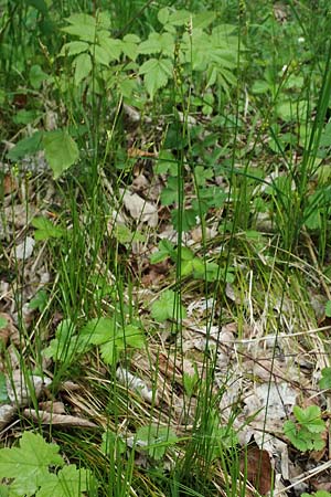 Carex alba \ Weie Segge / White Sedge, A St. Gilgen 16.5.2022