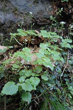 Circaea alpina \ Alpen-Hexenkraut / Alpine Enchanter's Nightshade, Small Enchanter's Nightshade, A Eibiswald-Krumbach 2.7.2022