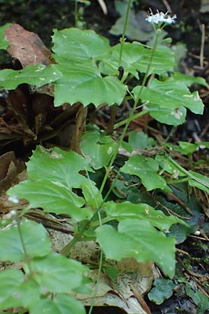 Circaea alpina \ Alpen-Hexenkraut / Alpine Enchanter's Nightshade, Small Enchanter's Nightshade, A Eibiswald-Krumbach 2.7.2022
