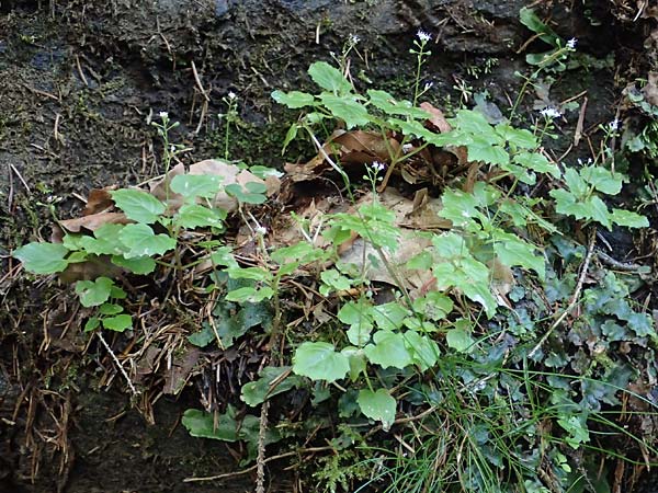 Circaea alpina \ Alpen-Hexenkraut / Alpine Enchanter's Nightshade, Small Enchanter's Nightshade, A Eibiswald-Krumbach 2.7.2022