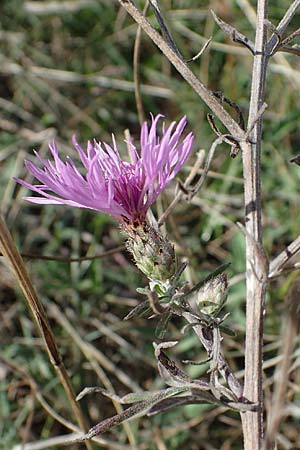 Centaurea australis \ Kleinkpfige Flockenblume / Southern Spotted Knapweed, A Perchtoldsdorf 22.9.2022