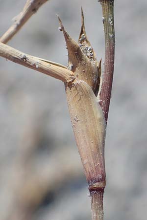 Sporobolus aculeatus \ Starres Dornengras / Prickle Grass, A Seewinkel, Apetlon 26.9.2022