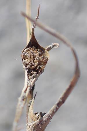 Sporobolus aculeatus \ Starres Dornengras / Prickle Grass, A Seewinkel, Apetlon 26.9.2022