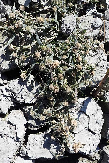 Sporobolus aculeatus \ Starres Dornengras / Prickle Grass, A Seewinkel, Apetlon 26.9.2022