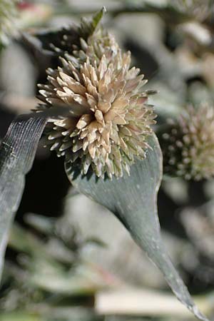 Sporobolus aculeatus \ Starres Dornengras / Prickle Grass, A Seewinkel, Apetlon 26.9.2022