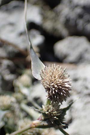 Sporobolus aculeatus \ Starres Dornengras / Prickle Grass, A Seewinkel, Apetlon 26.9.2022